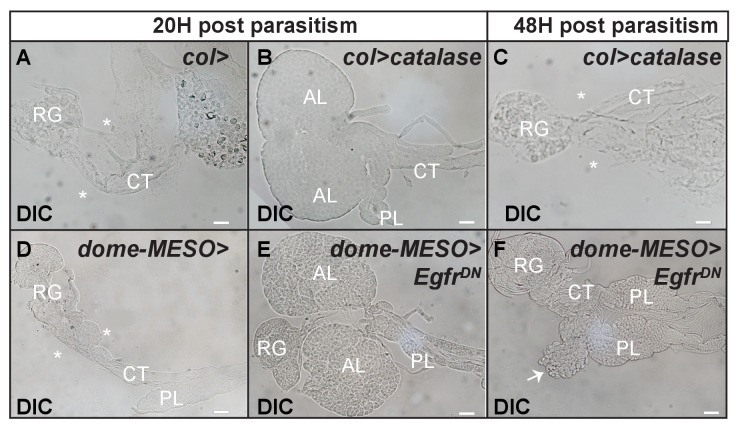 Figure 6—figure supplement 3.