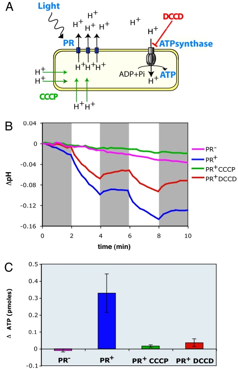 Fig. 3.