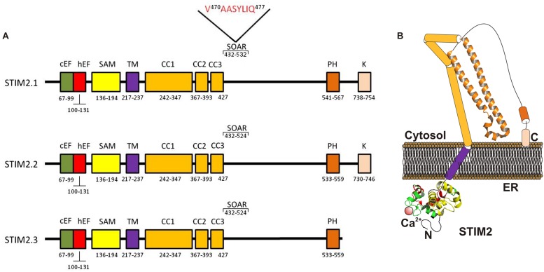 FIGURE 2