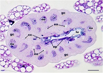 Fig. 6