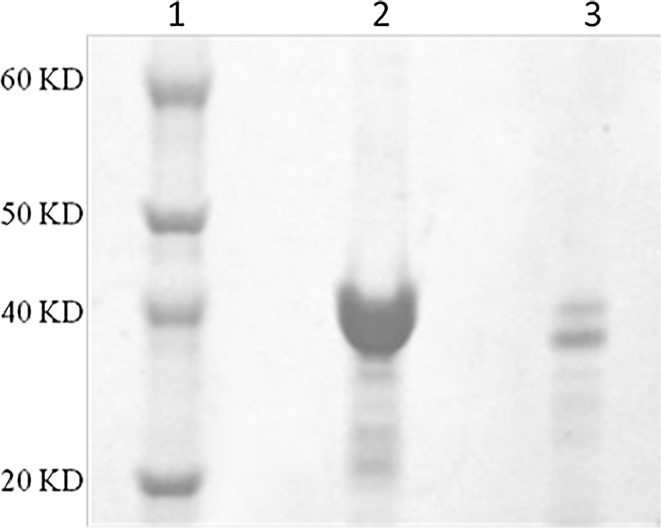 Figure 2