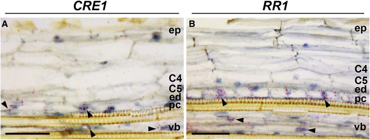 Figure 9.