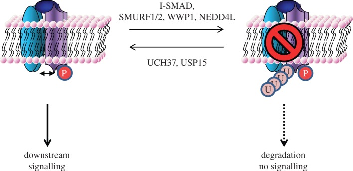 Figure 2.