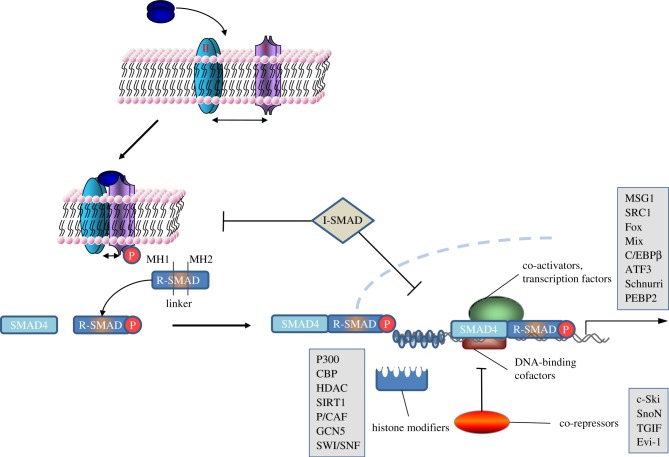 Figure 1.