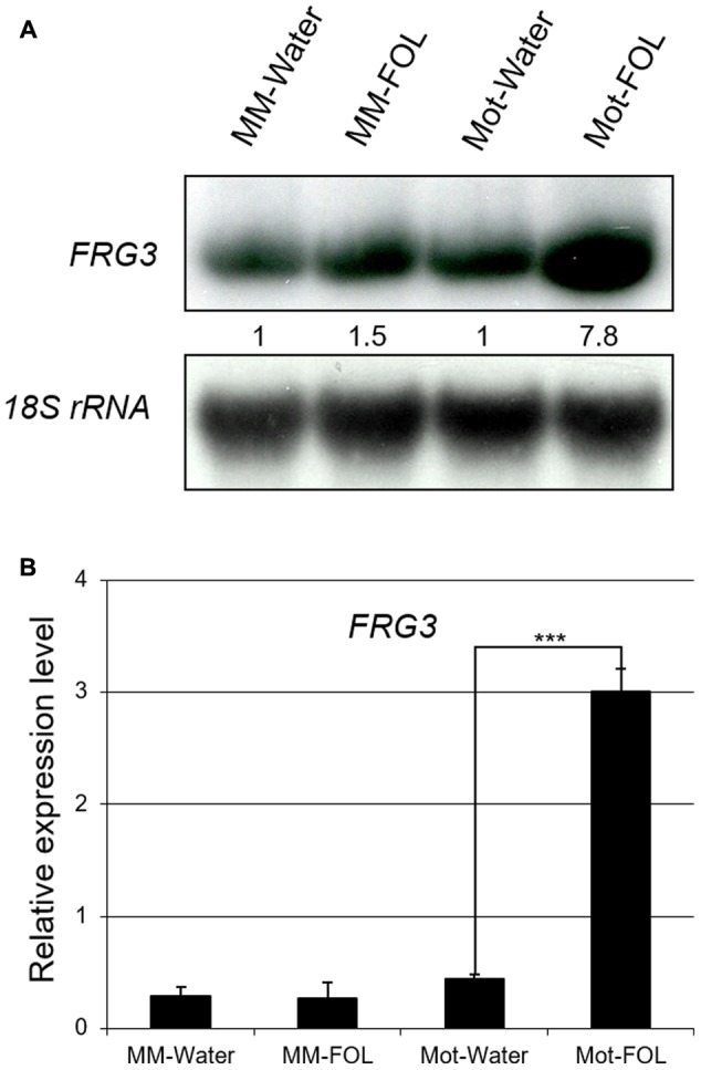 FIGURE 3