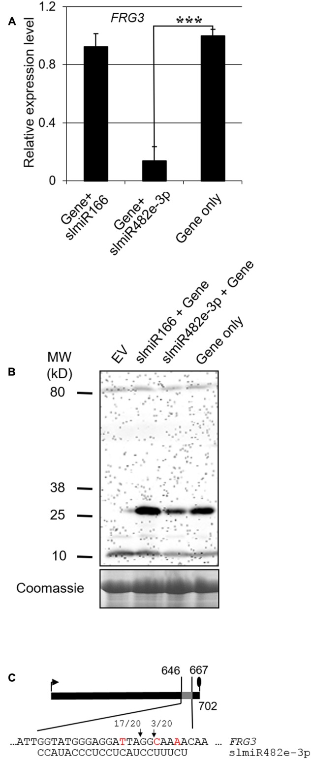 FIGURE 4