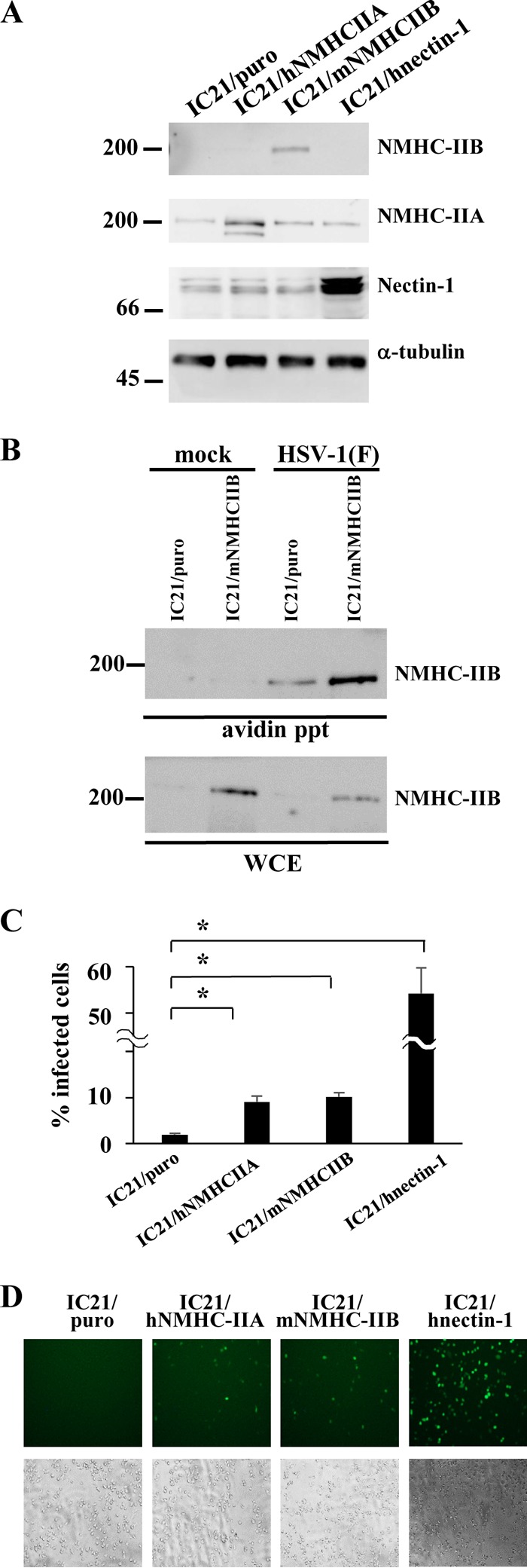 FIG 3