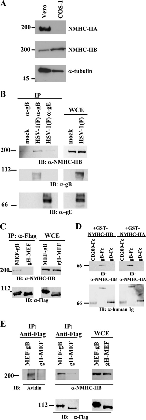 FIG 1