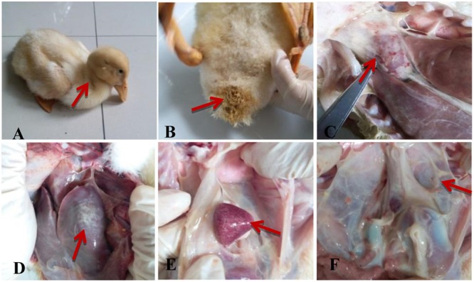 FIGURE 3