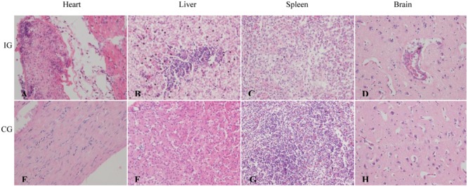 FIGURE 4