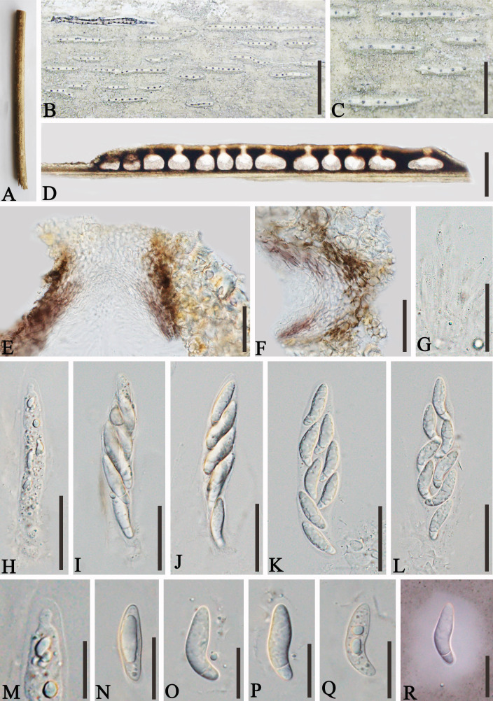 Figure 3