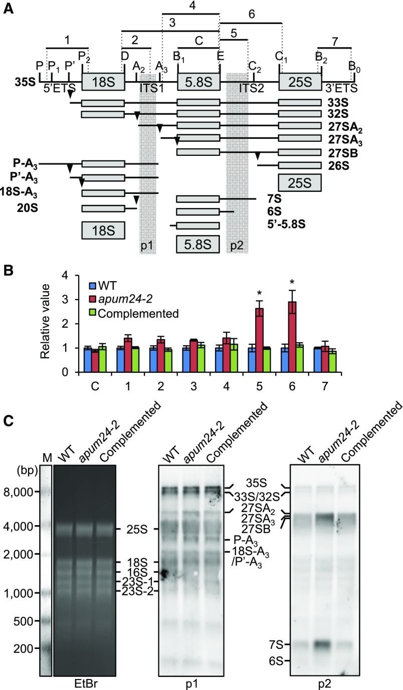 Figure 5.