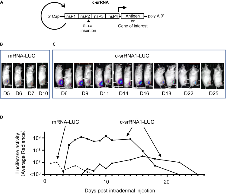 Figure 1