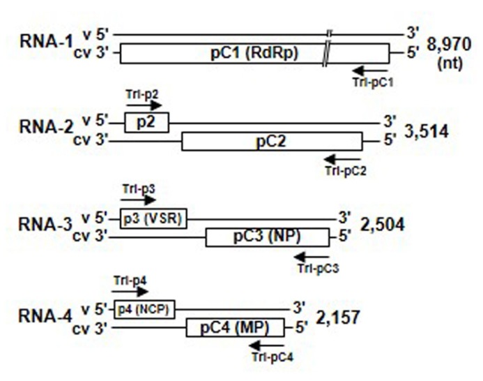 FIGURE 3