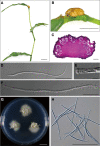 Fig. 3 -