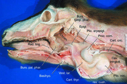 Fig. 10