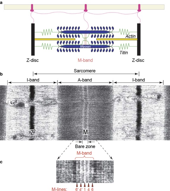 Fig 14