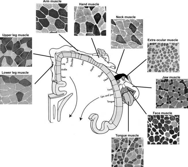 Fig 10