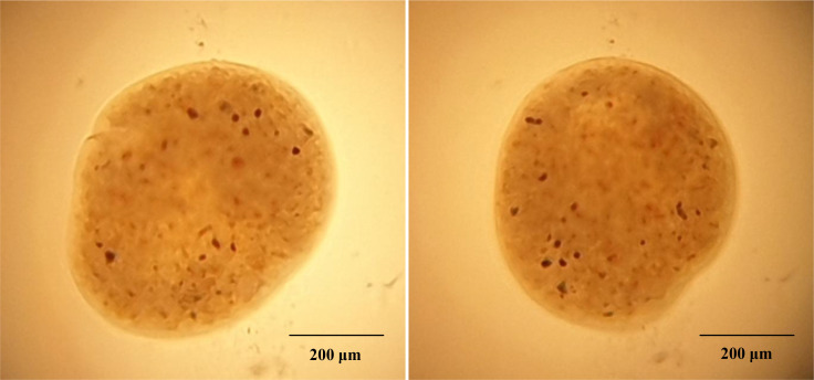Figure 2