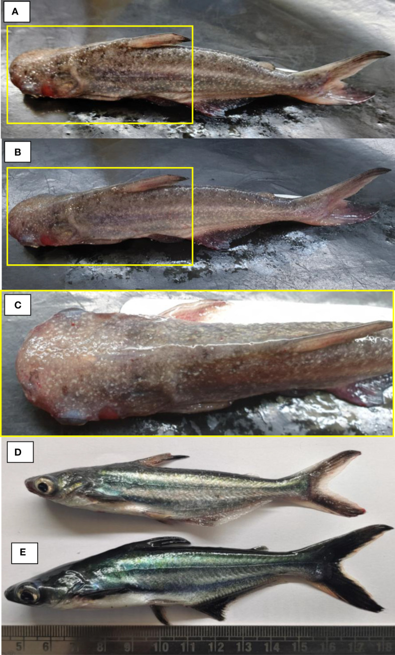 Figure 1