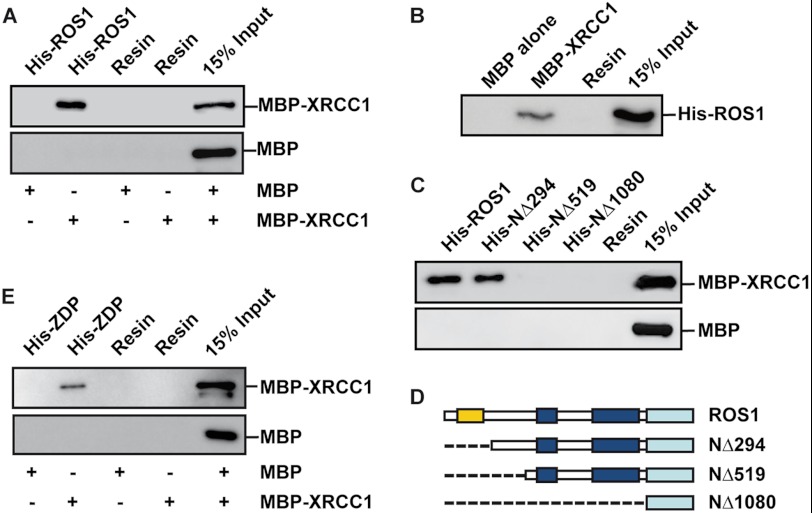 FIGURE 1.