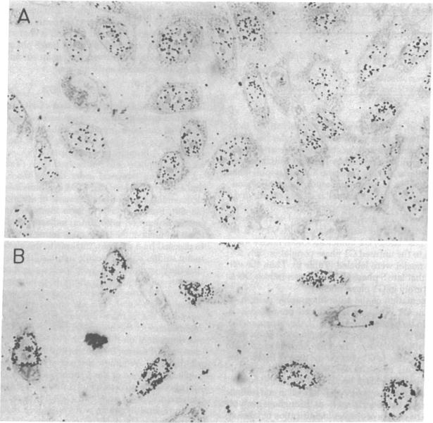 graphic file with name pnas00019-0305-a.jpg