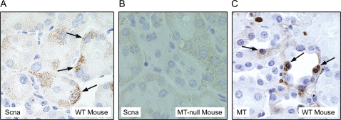 FIG. 9.