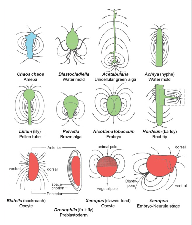 Figure 3.