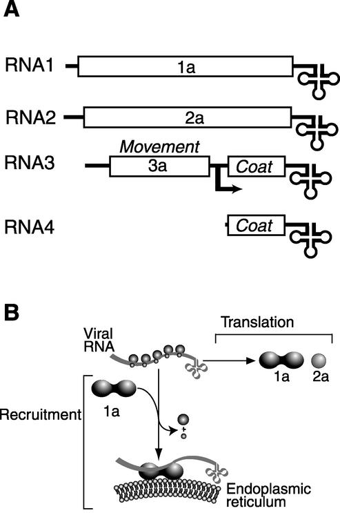 FIG. 1.