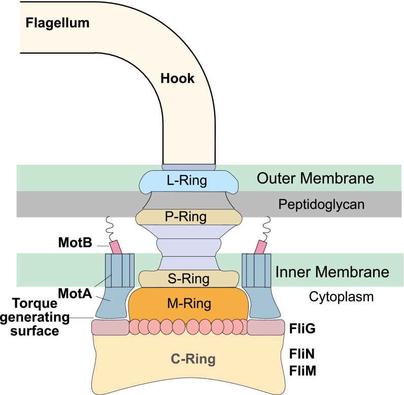 Fig. 1.