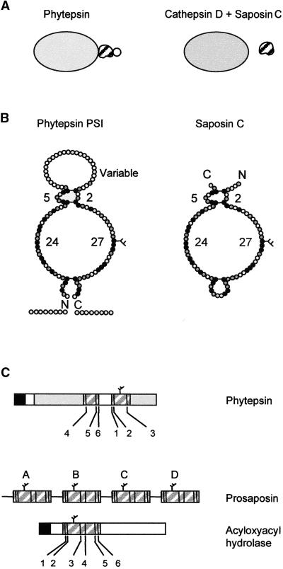 Figure 8.