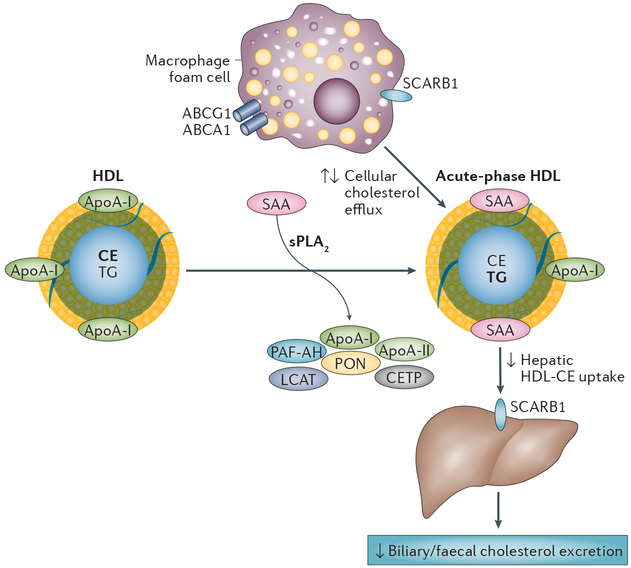 Figure 4 |