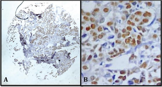 [Table/Fig-3]: