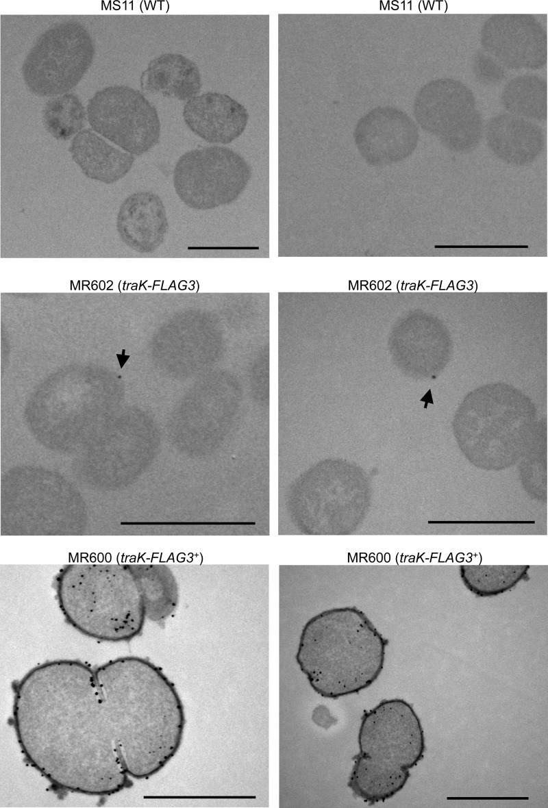 FIG 5