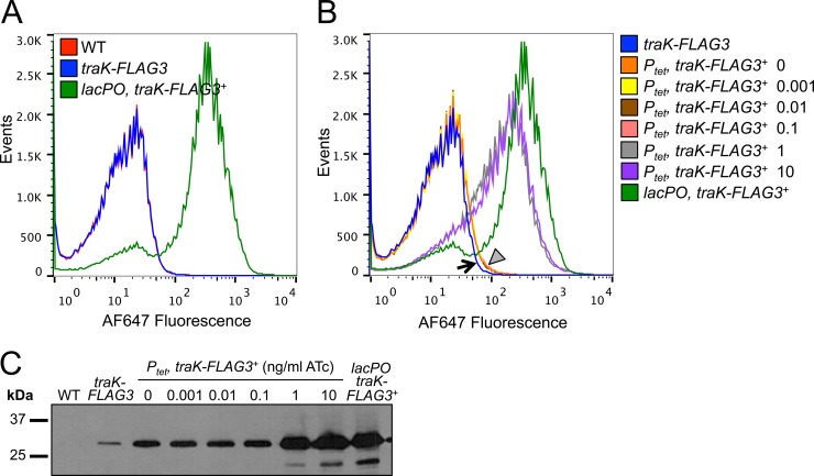 FIG 6