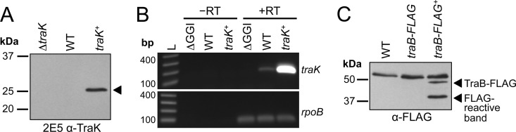 FIG 1