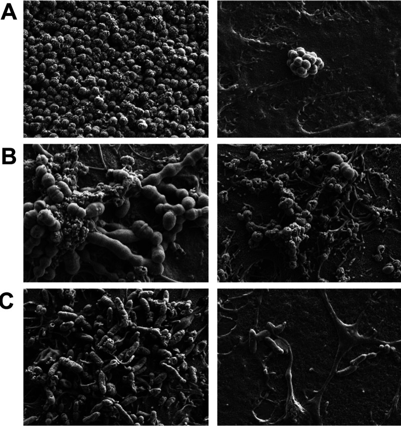 FIG 3