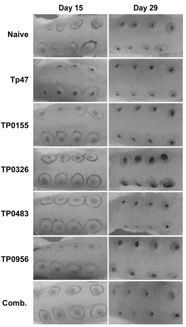 Fig. 5