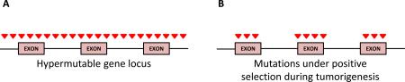 Box 2: Determining significantly mutated genes and driver mutations