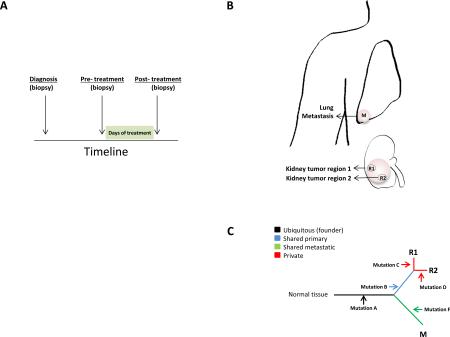 Box 5: Understanding the role of SMGs in intra-tumoral heterogeneity and clonal evolution