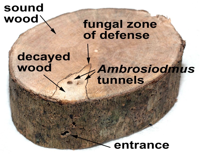 Fig 2