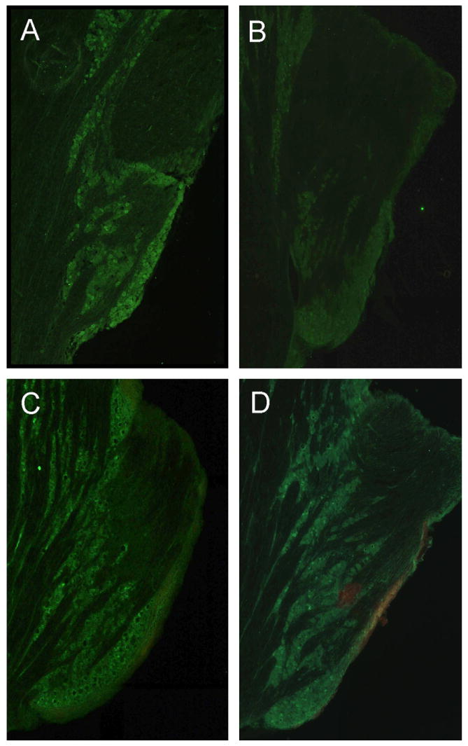 Fig. 5