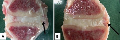 Fig. 6