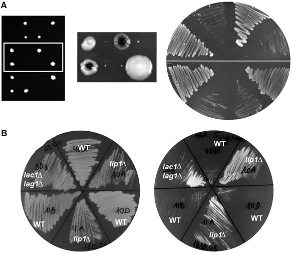 Figure 7