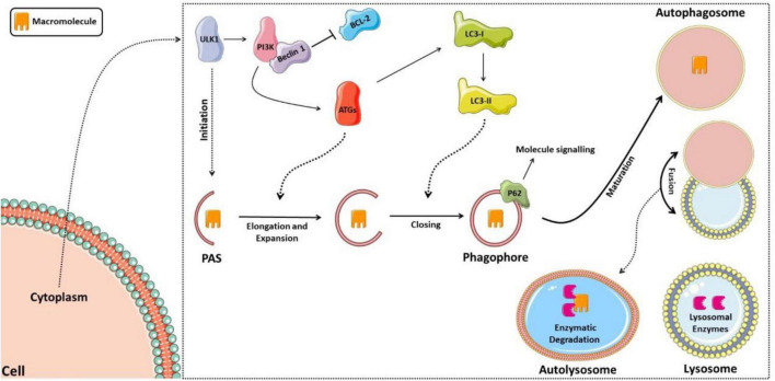 FIGURE 2