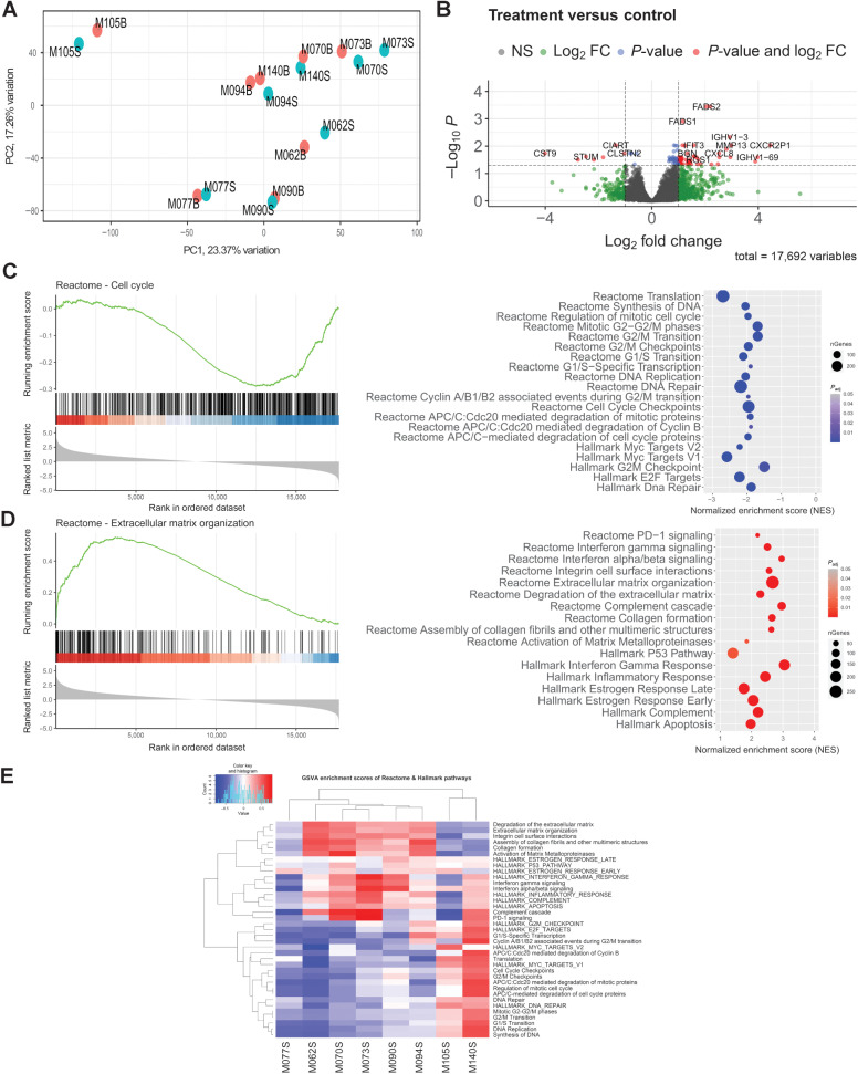 Figure 4. RNA-seq analysis. A, MDS plot. B, Volcano plot of deregulated genes, 48 genes were upregulated and 11 genes downregulated (log2FC >1; Padj < 0.05). C and D, Representative GSEA plots (left) and dot plot of relevant enriched pathways from GSEA results (Reactome and Hallmark database; Right). nGenes corresponds to the number of genes involved in the pathway analyzed. E, GSVA enrichment scores of Reactome and Hallmark pathways. Data were regularized log transformed before analysis.