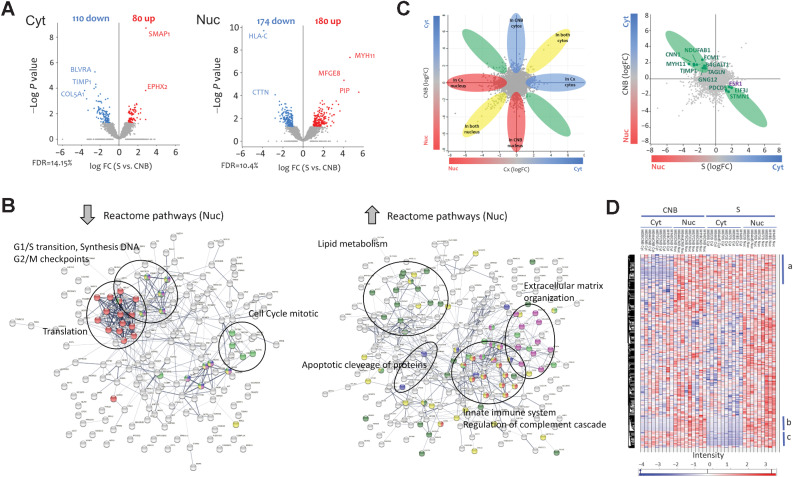 Figure 5. Proteomic analysis. A, Volcano plot showing deregulated proteins in the Cyt fractions (left) and in the Nuc fraction (right). B, Protein–protein association scheme (String) illustrating downregulated (left) and upregulated (right) Reactome pathways after analyzing Nuc fractions from tumors, prior and after mifepristone treatment, which were also observed deregulated in RNA-seq studies. C, Flower scheme illustrating the distribution of proteins between compartments and those that shuttled between the Nuc and Cyt compartments after treatment. D, Heatmap illustrating proteins that were normally in the Nuc compartment and that after treatment were found in both compartments (a); Nuc proteins that remained unchanged after treatment (b) and proteins that were in both compartments and after treatment were only observed in the Nuc (c). The complete protein lists and pathways are available in Supplementary Tables S6–S8.