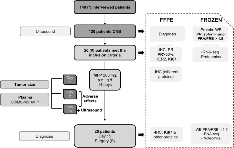 Figure 1. Consort diagram. MIPRA trial was a single-arm, open-label trial designed to explore the biological and clinical activity of mifepristone (MFP) treatment for patients with breast cancer with higher levels of PRA than PRB. A summary of the trial workflow is shown. *: From the 140 patients interviewed, 1 patient did not sign the informed consent, 4 declined after signing it, 5 patients could not be biopsied for different reasons, 19 were considered non-neoplastic, 2 had metastatic disease and chemo-neoadjuvant treatment was recommended. # 21 tumors (1 patient had bilateral breast cancer). FFPE: formalin-fixed paraffin-embedded, IHC: immunohistochemistry, ER: estrogen receptors alpha, WB: Western blot, p.o.: oral administration, q.d: once a day, CNB: core needle biopsy.