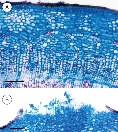 Fig. 8.