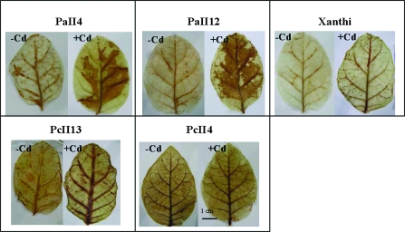 Fig. 10.